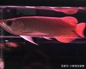 養龍魚魚缸尺寸：養龍魚的魚缸尺寸選擇