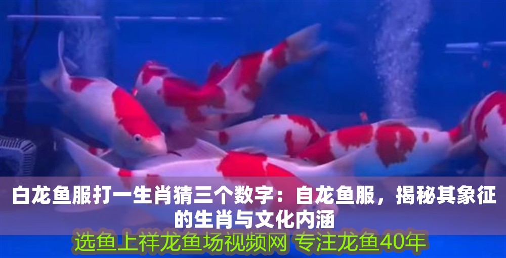 白龍魚服打一生肖猜三個數字：自龍魚服，揭秘其象征的生肖與文化內涵