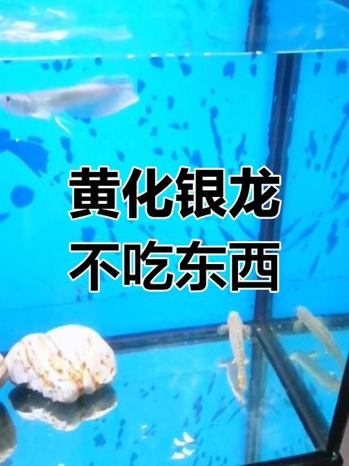 如何區(qū)分普通銀龍魚和黃化銀龍？ 如何區(qū)分普通銀龍魚和黃化銀龍？ 龍魚百科 第2張