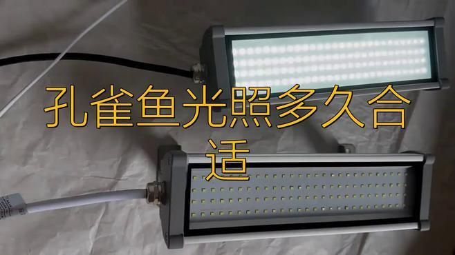 孔雀魚繁殖期需要多少光照？