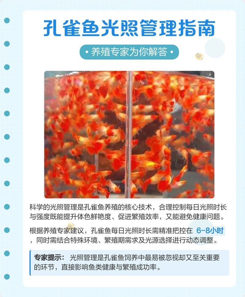 孔雀魚繁殖期需要多少光照？
