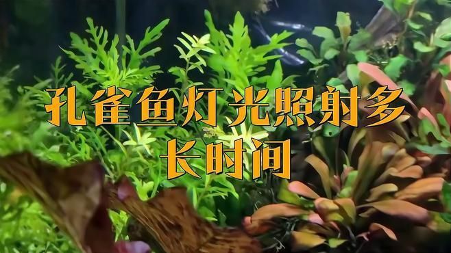 孔雀魚繁殖期需要多少光照？
