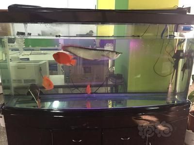 龍魚游底缸是什么原因（龍魚游底缸可能涉及水質問題、環境變化、環境變化、疾病問題）