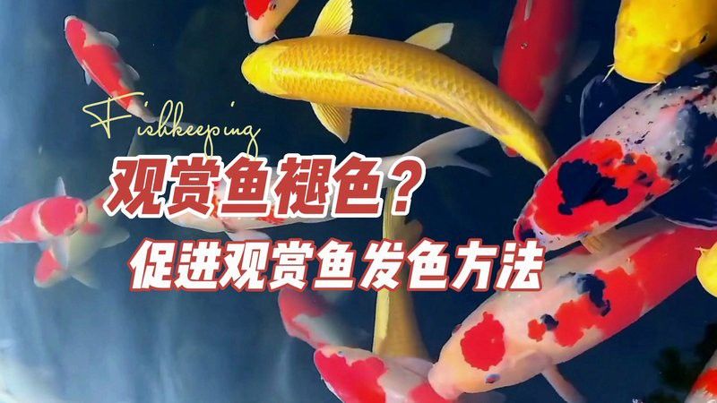 金龍魚褪色后還能恢復(fù)嗎？