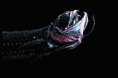 最兇猛的龍魚是什么魚：什么是最兇猛的龍魚？