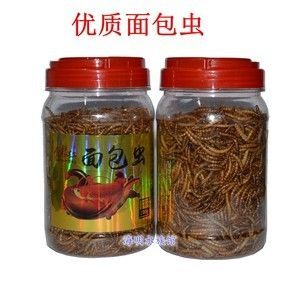 龍魚下黃粉多久才見效：龍魚下黃粉后藥效通常持續1-3天
