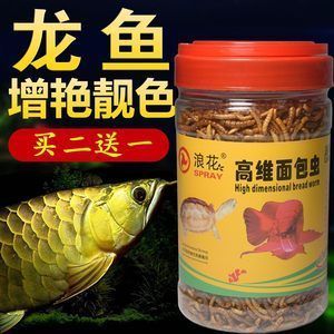 龍魚下黃粉多久才見效：龍魚下黃粉后藥效通常持續1-3天