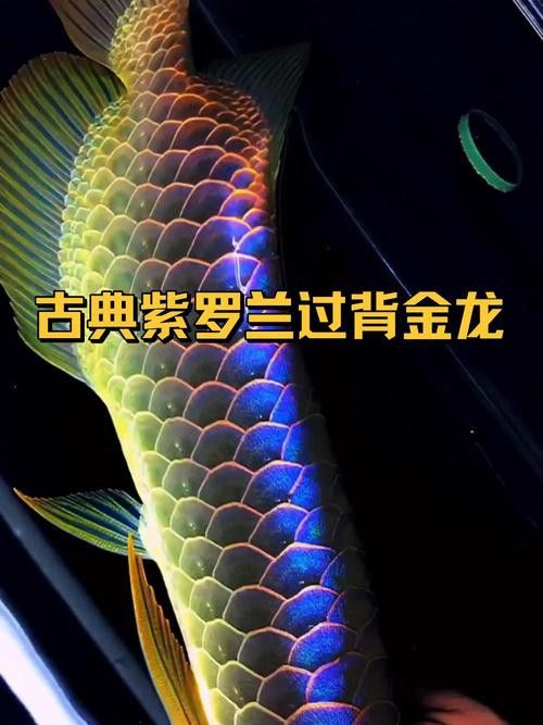 古典過背金龍魚有哪些品種？