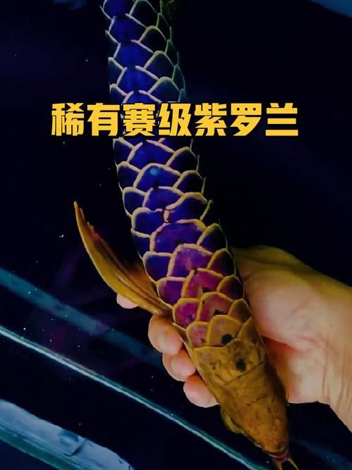 古典過背金龍魚有哪些品種？