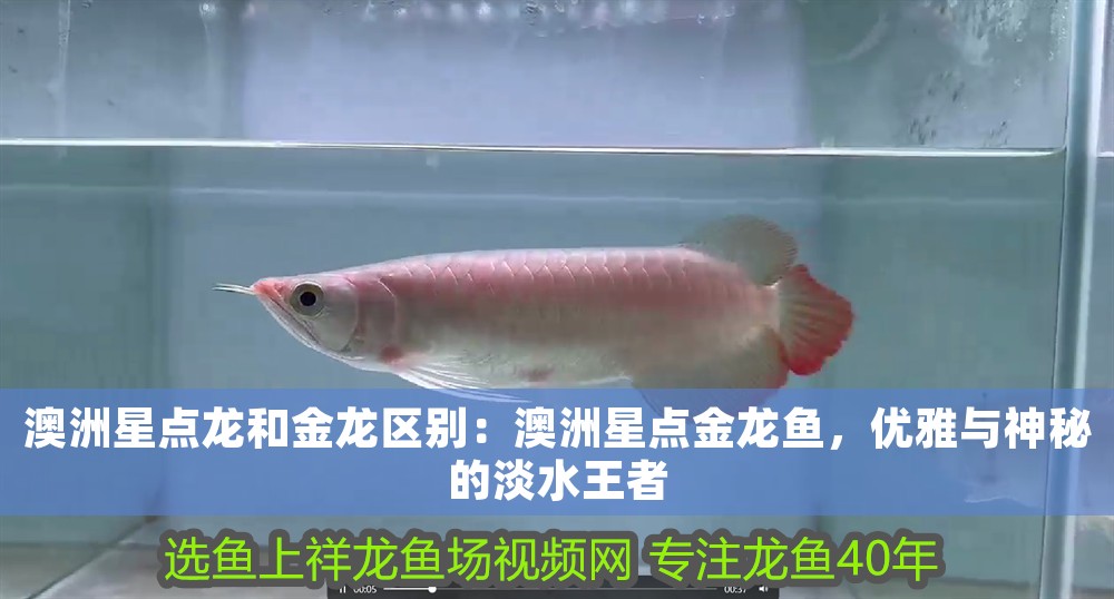 澳洲星點龍和金龍區別：澳洲星點金龍魚，優雅與神秘的淡水王者