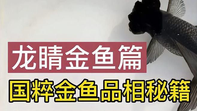 如何挑選高品質的龍睛魚？