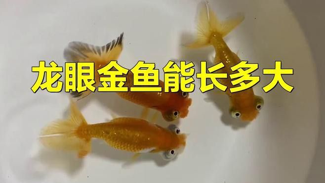 如何挑選高品質的龍睛魚？