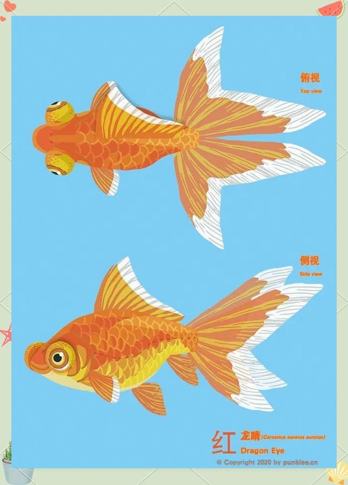 如何挑選高品質的龍睛魚？