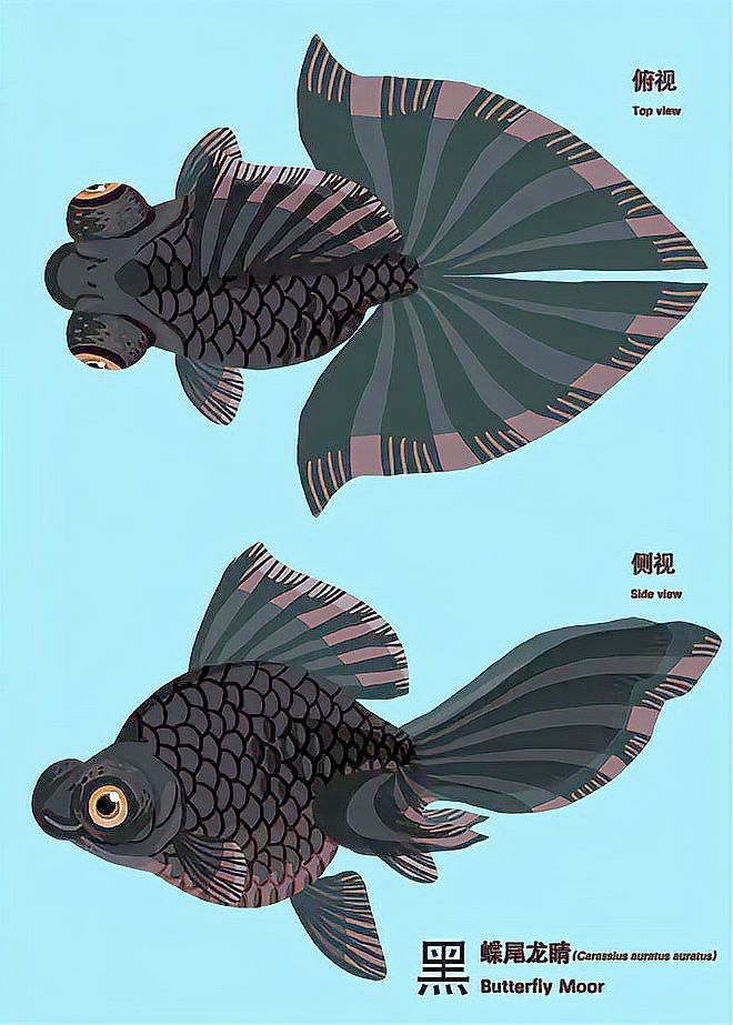 如何挑選高品質的龍睛魚？