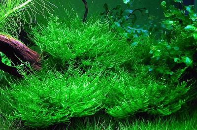 龍魚喜歡什么水草：關(guān)于龍魚喜歡什么水草的問題