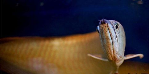 銀龍魚蛋白質(zhì)食物選擇：銀龍魚專用干飼料品牌推薦，銀龍魚專用干飼料營養(yǎng)價值對比