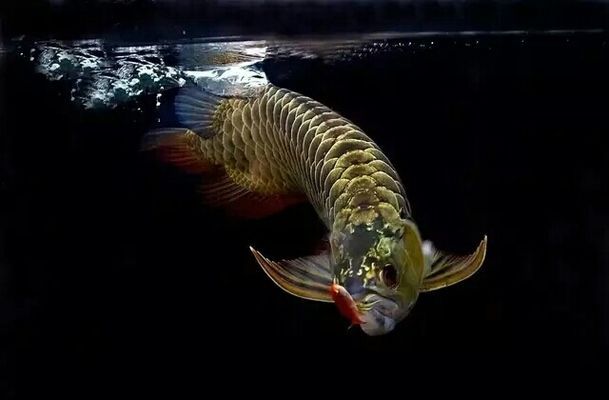龍魚總跳缸：龍魚跳缸是水族愛好者中常見的現象其發生的原因及其應對策略