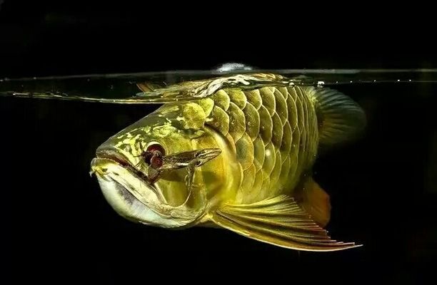 龍魚總跳缸：龍魚跳缸是水族愛好者中常見的現象其發生的原因及其應對策略