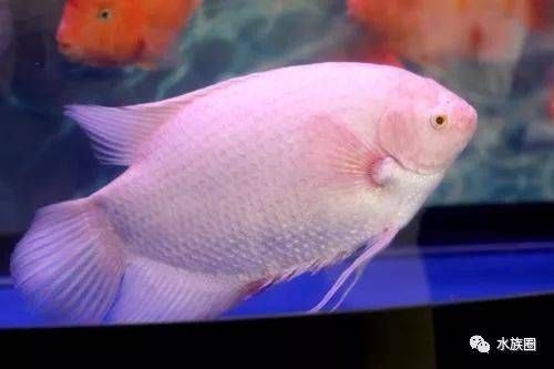 銀龍魚跟什么魚混養比較招財（與銀龍魚混養較為招財的幾種魚類）