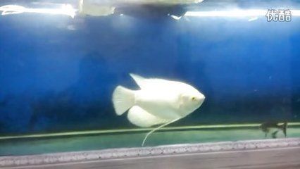 銀龍魚跟什么魚混養比較招財（與銀龍魚混養較為招財的幾種魚類）