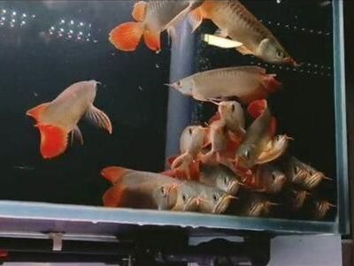 國內龍魚繁殖基地在哪里：國內最大的龍魚養殖基地位于廣東省韶關樂昌市樂昌市