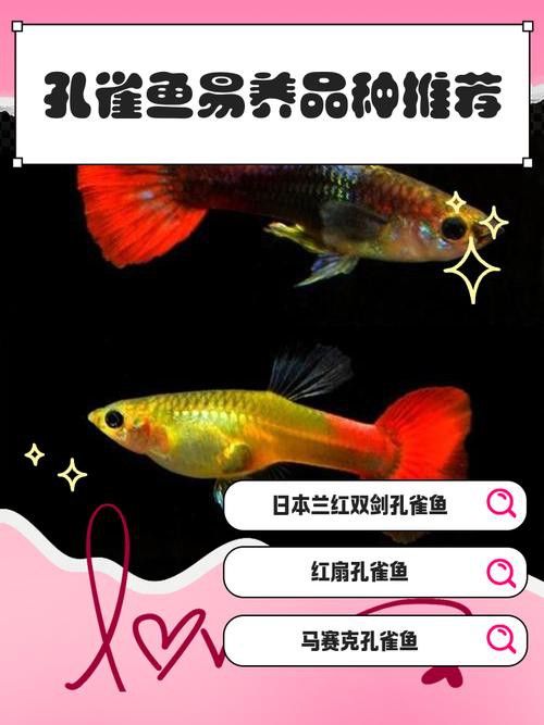 孔雀龍魚種類及圖片介紹大全集