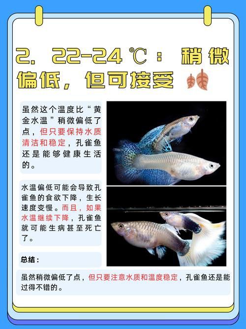 孔雀龍魚種類及圖片介紹大全集