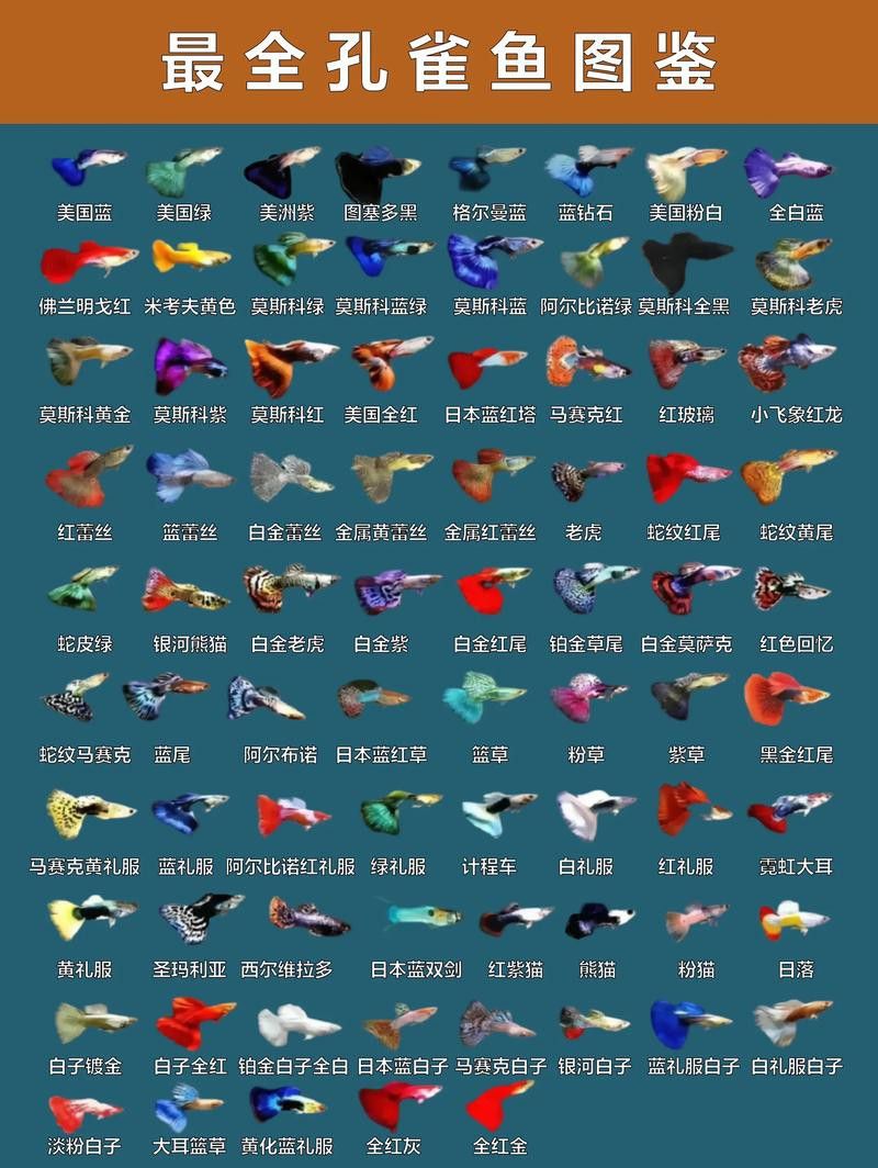 孔雀龍魚種類及圖片介紹大全集