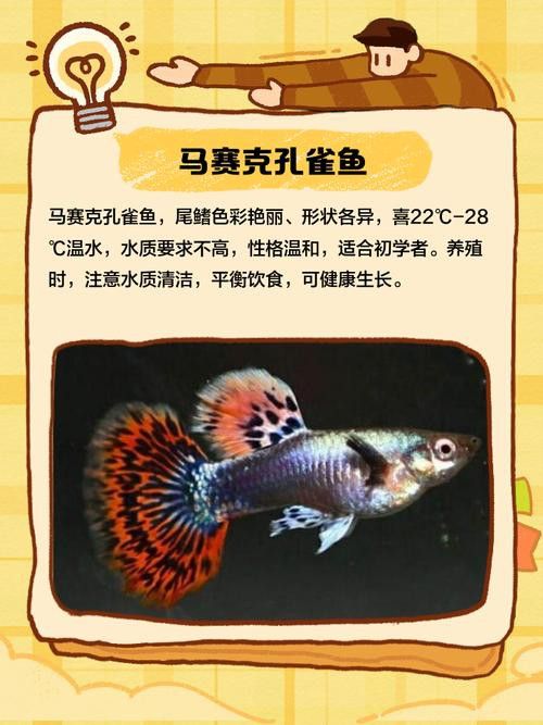孔雀龍魚種類及圖片介紹大全集