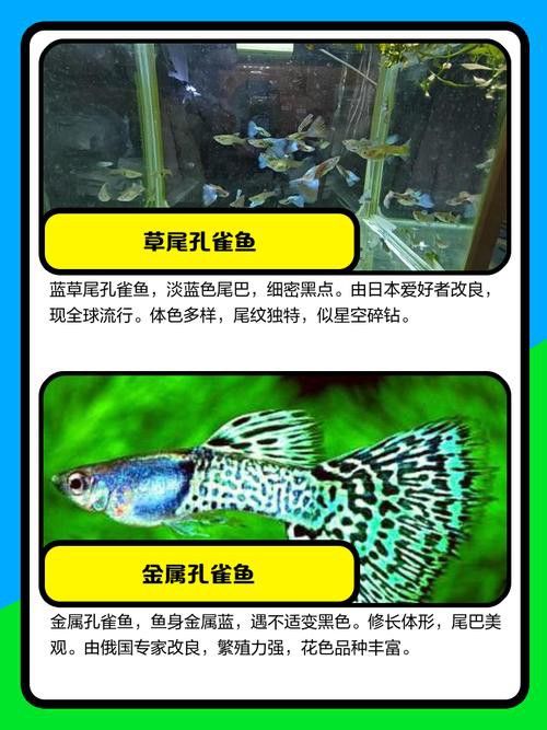 孔雀龍魚種類及圖片介紹大全集
