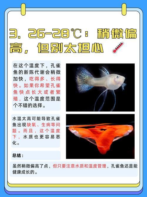 孔雀龍魚種類及圖片介紹大全集