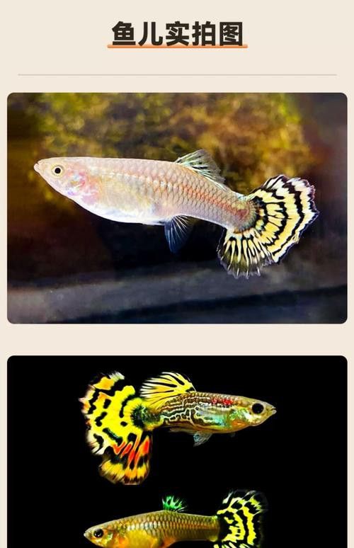 孔雀龍魚種類及圖片介紹大全集