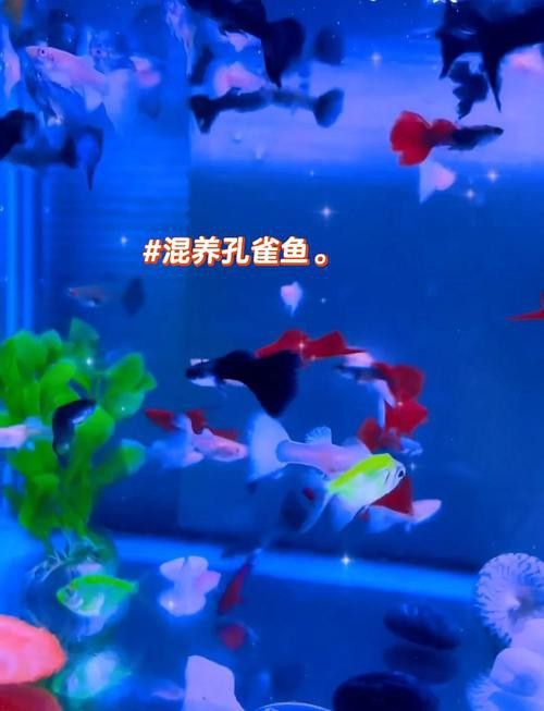 孔雀龍魚種類及圖片介紹大全集