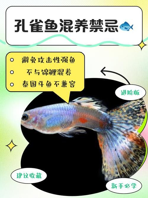 孔雀龍魚種類及圖片介紹大全集