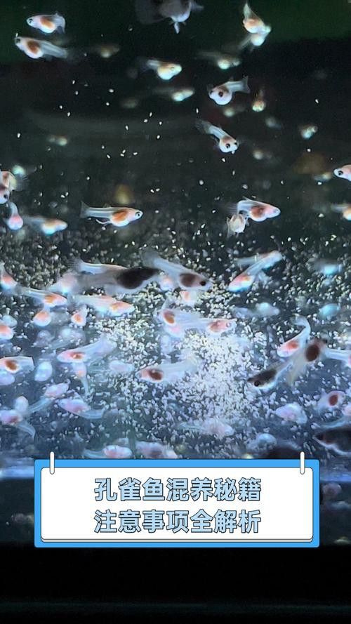 孔雀龍魚種類及圖片介紹大全集