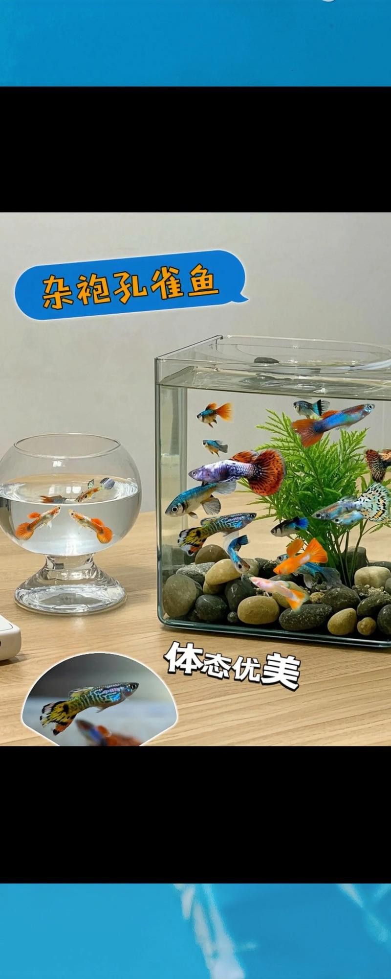 孔雀龍魚種類及圖片介紹大全集