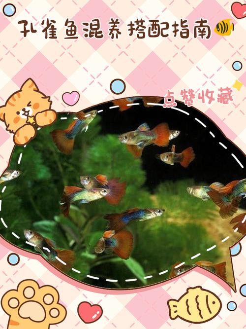 孔雀龍魚種類及圖片介紹大全集