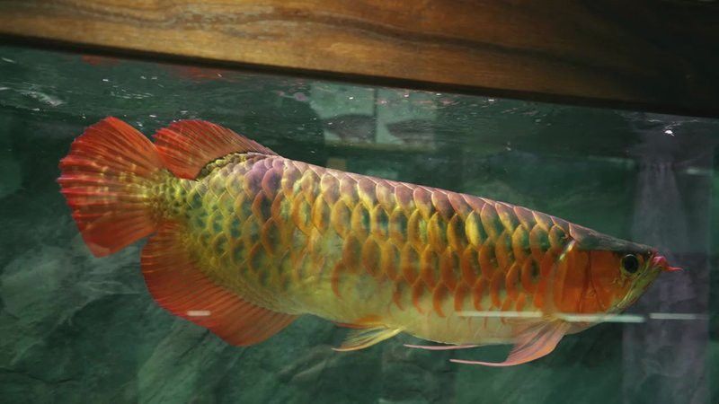 北京哪里賣龍魚便宜的好