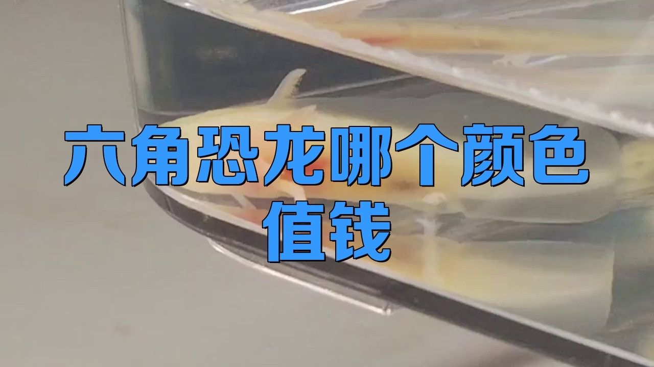 六角恐龍哪些顏色最稀有？