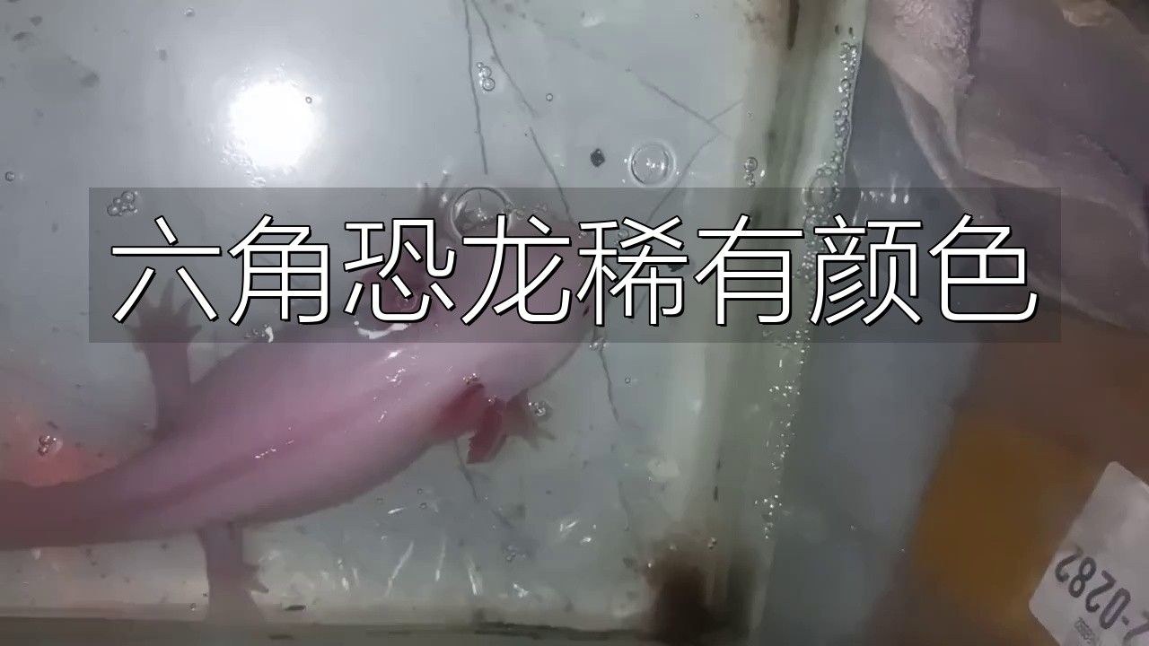 六角恐龍哪些顏色最稀有？