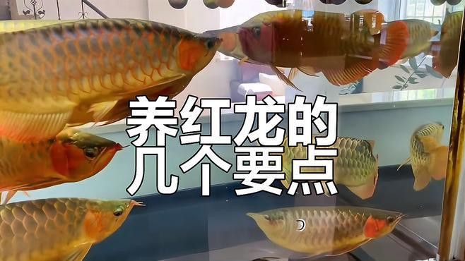 紅龍魚混養需要多大的魚缸
