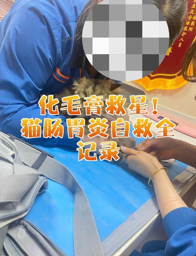 龍貓消化系統異常會自愈嗎？