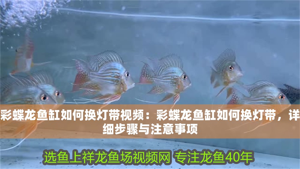 彩蝶龍魚缸如何換燈帶視頻：彩蝶龍魚缸如何換燈帶，詳細步驟與注意事項