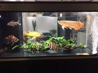 龍魚的缸要多大的水：關于龍魚缸水位的具體要求