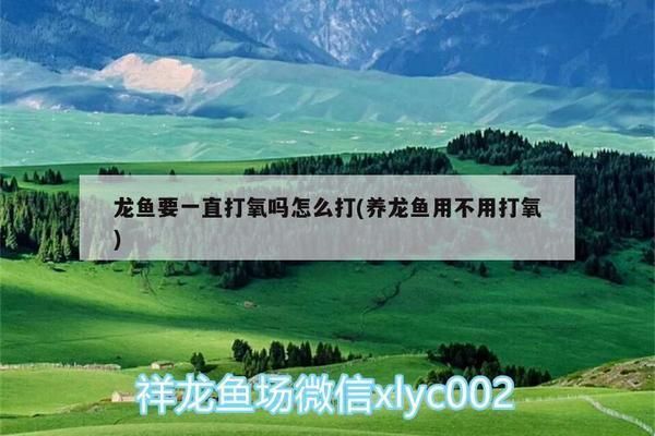 龍魚常見品種飼養與現狀研究報告范文怎么寫的（關于龍魚常見品種飼養與現狀研究報告的范文）