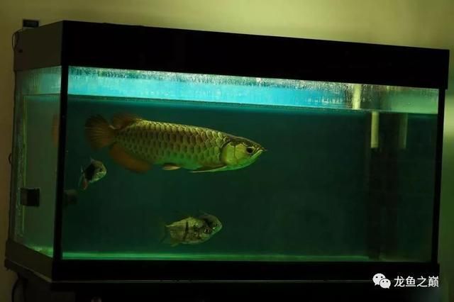 龍魚用上濾可以嗎：龍魚養殖中上濾系統的選擇和使用情況