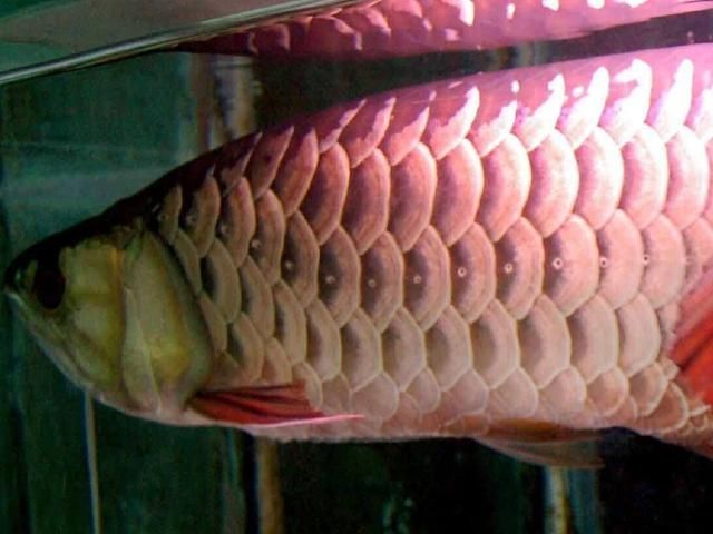 金龍魚掉眼怎么治療視頻：金龍魚掉眼怎么辦