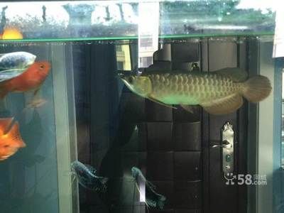 上海金龍魚缸（上海金龍魚缸多大合適）