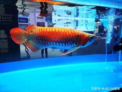 上海金龍魚缸（上海金龍魚缸多大合適）