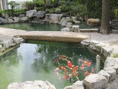 上海金龍魚缸（上海金龍魚缸多大合適）